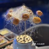 简直刷新了我对蒙古菜的认知！人均150居然能吃到烤全羊