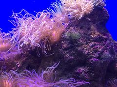 -悉尼海洋生物水族馆