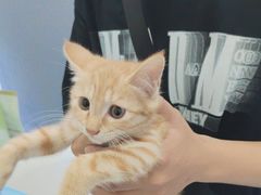 -佳怡动物医院·平价24小时·猫专科骨外科