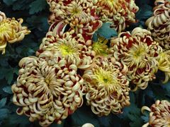 android_upload_pic-沈阳中山公园