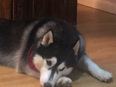 -Husky Go! 哈士奇体验馆·宠物咖啡厅狗咖