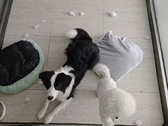 -趣玩宠物乐园寄养训犬训狗游泳池