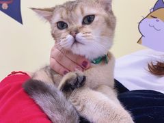 -三花喵·撸猫购宠·宠物生活馆(虹桥南丰城店)