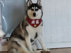-Husky Go! 哈士奇体验馆·宠物咖啡厅狗咖