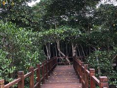 -东寨港红树林旅游区