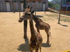 -西霞口神雕山野生动物世界