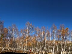 -乌兰布统景区-白桦林