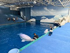 -秦皇岛乐岛海洋王国