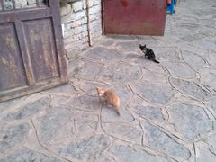 -高荡千年布依古寨旅游景区