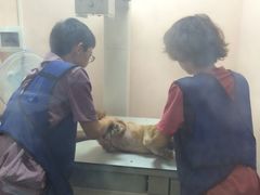 iphone_upload_pic-严国平动物医院(德政总院)