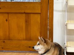 -是阿柴呀！柴犬咖啡·爱喵喵猫咖