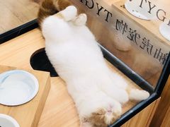 -袖虎·猫馆(体育西路店)