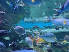 -海合安成都极地海洋公园