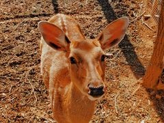 -大连铭湖国际观光牧场