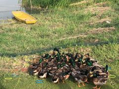 -洪湖湿地生态园