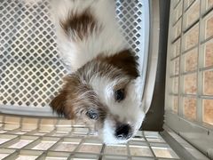 -天宠宠物医院24小时·急重症诊疗中心·全科·腔镜特色(和平分院)