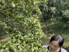 -苏州市吴中区光福窑上花果蜜饯厂