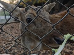 -合肥野生动物园