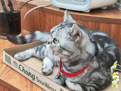 -有猫主题·治愈系猫咖(曾厝垵店)