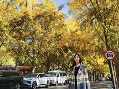 -三里屯东五街银杏大道