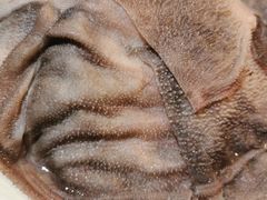 -小红碗老火锅(1958店)