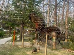 -合肥滨湖国家森林公园