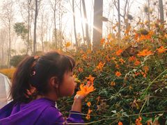 -合肥滨湖国家森林公园