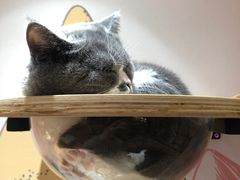-滚猫咖啡·猫咖·猫友好撸猫(未来城店)