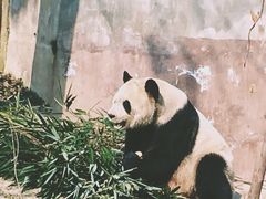 -成都大熊猫繁育研究基地