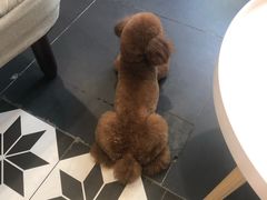-熊小胖宠物生活馆(天华园店)