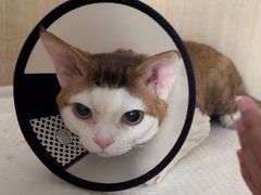 -北京观赏动物医院·24小时大型综合·猫专科·异宠专科