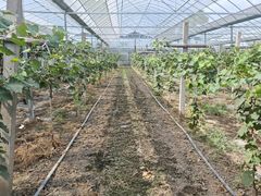 -马陆小张葡萄园农家乐