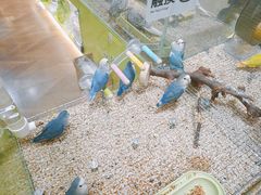 -凯德MALL(望京店)