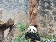 -都江堰中华大熊猫苑