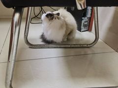 -艾贝尔宠物医院 ·内科全科(梁溪路店)