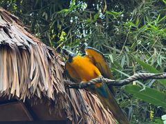 -麒麟中餐厅·经典粤菜·地道菜式老字号(广州长隆酒店)