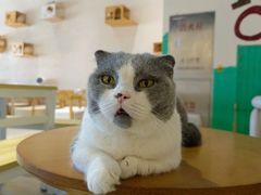 -藏猫猫咖啡主题馆(中央大道店)