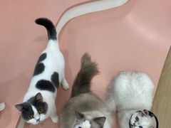 -1013 PET SHOP 宠物商店(近铁城市广场店)