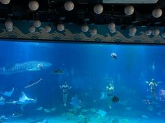 -烟台海昌鲸鲨海洋公园