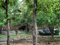 -清迈夜间动物园