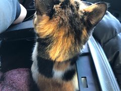 -萌兽医馆·犬猫专科·眼科中心·宠物医院(朝阳门分院)