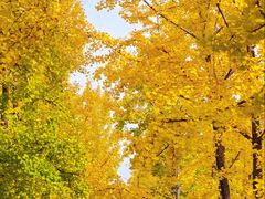 -汉长安城未央宫国家考古遗址公园