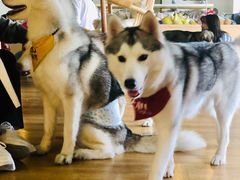 -Husky Go! 哈士奇体验馆·宠物咖啡厅狗咖