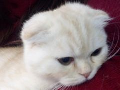 -喵的天空名猫咖啡馆·撸猫·猫舍·用品