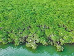 -东寨港红树林旅游区