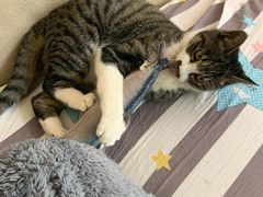 -宠爱国际动物医院· 猫科· 外科·中兽医(长白店)