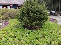 -庐山风景区花径公园