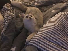 -芭比堂动物医院·犬猫全科·异宠专科(雁塔分院)