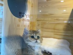 -小猫来了猫舍(福田店)