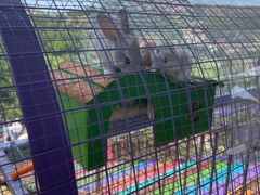 -西霞口神雕山野生动物世界